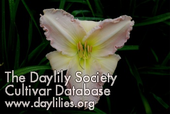 Daylily Lilac Snowfall